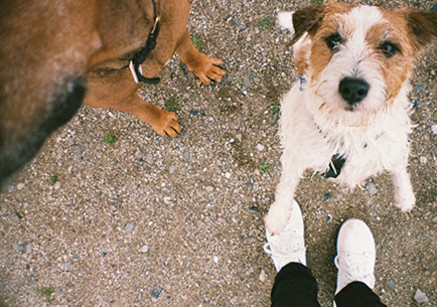 urlaub_m_hund_461x205