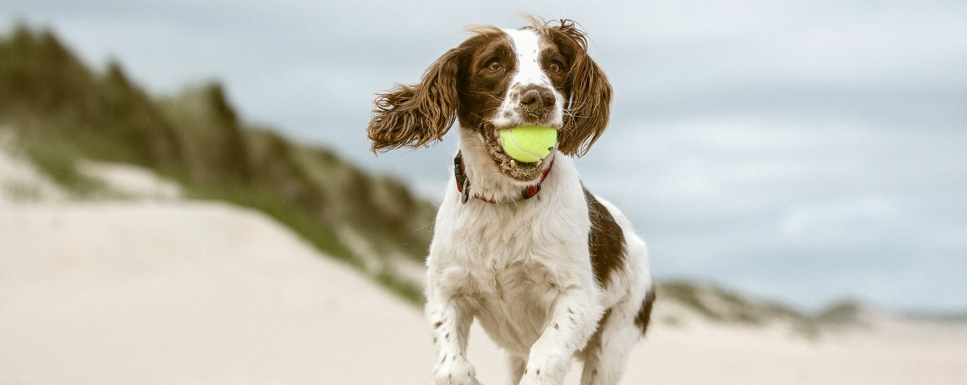 kraus_1920x764_rettin_header___2